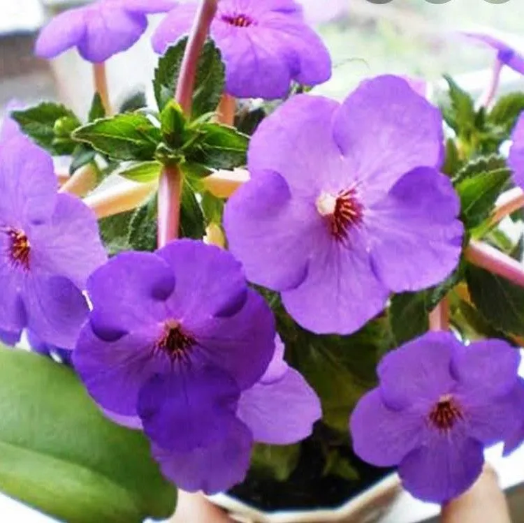 Achimenes (Mixed Bulbs)
