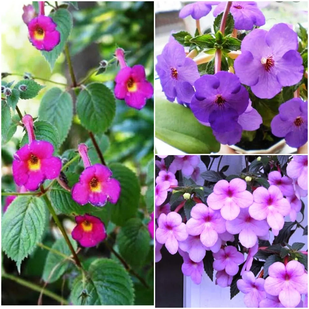 Achimenes (Mixed Bulbs)