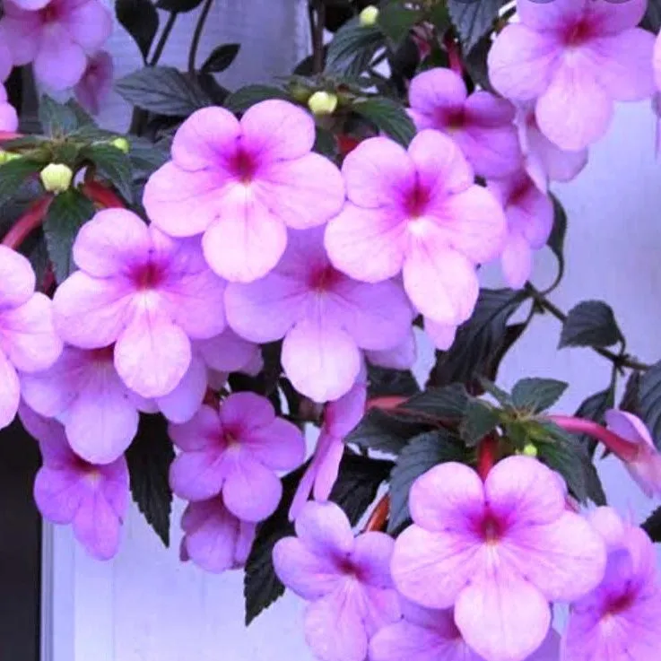 Achimenes (Mixed Bulbs)