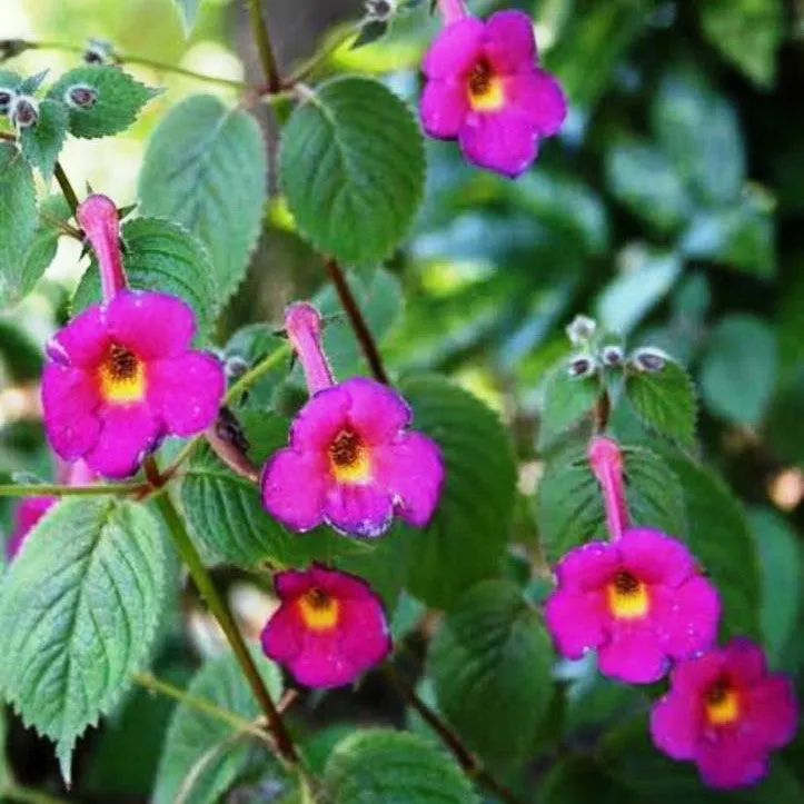 Achimenes (Mixed Bulbs)