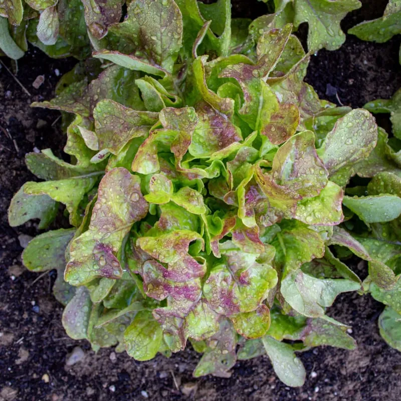 Blushed Butter Oak Lettuce (50 Days Organic)