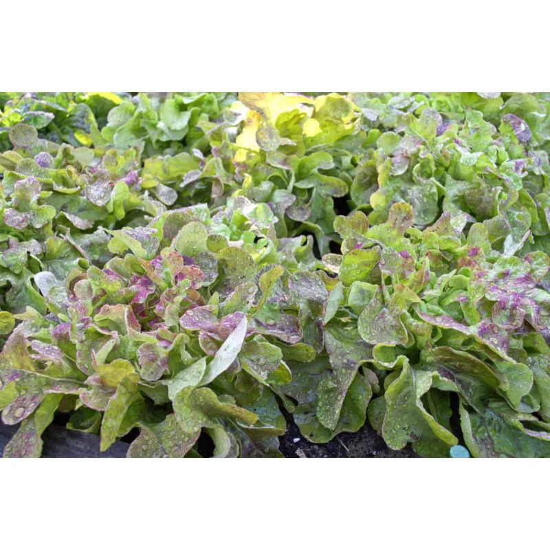 Blushed Butter Oak Lettuce (50 Days Organic)