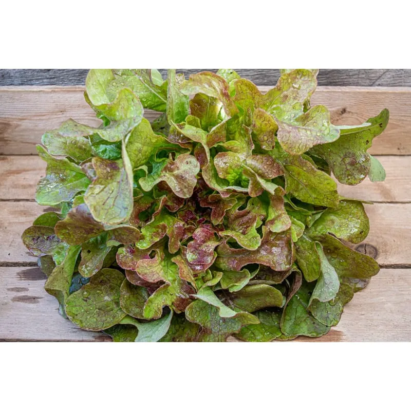 Blushed Butter Oak Lettuce (50 Days Organic)