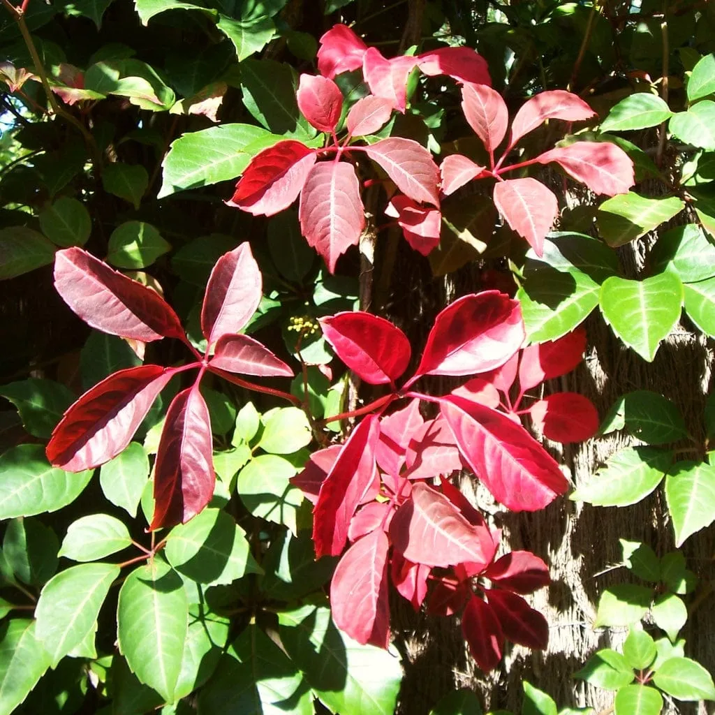 Chinese Virginia Creeper | Parthenocissus henryana