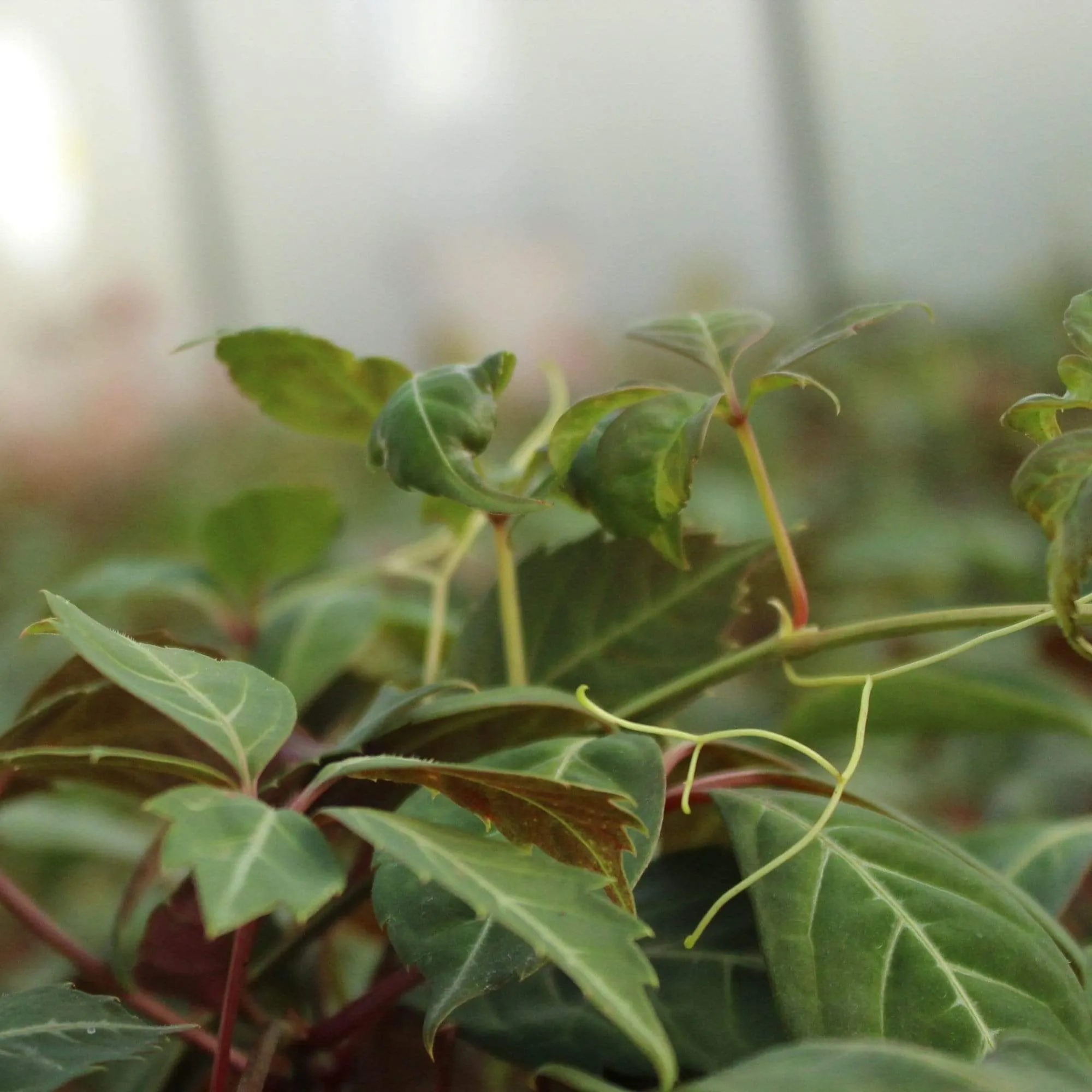 Chinese Virginia Creeper | Parthenocissus henryana