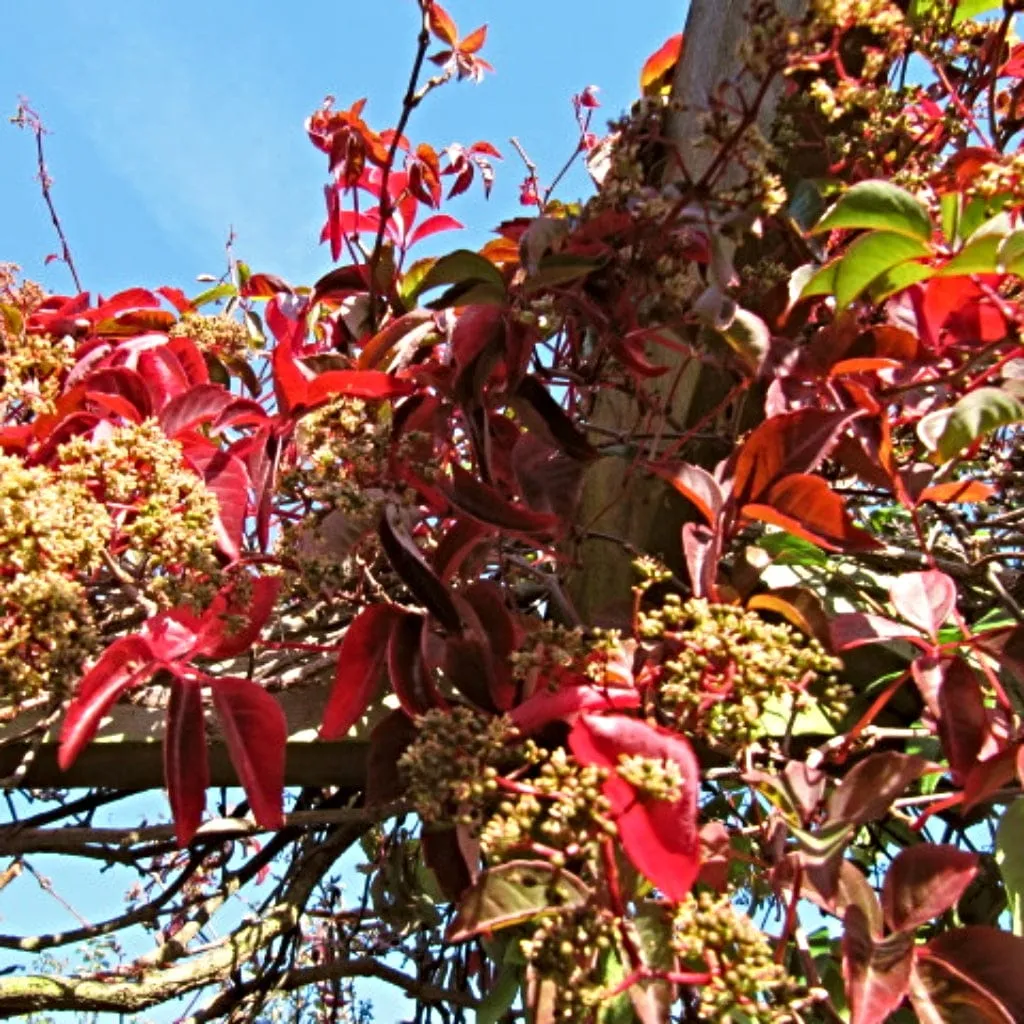 Chinese Virginia Creeper | Parthenocissus henryana