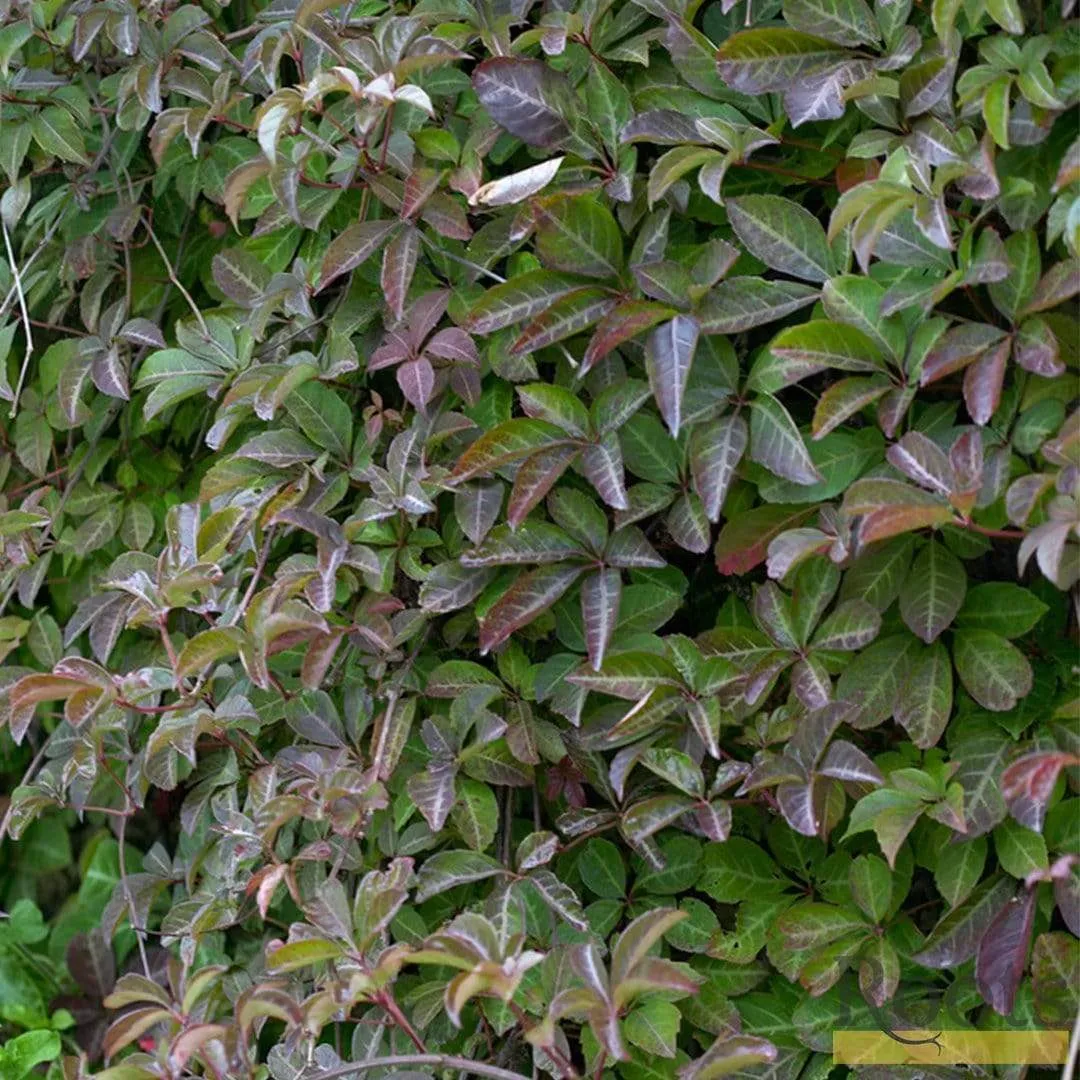 Chinese Virginia Creeper | Parthenocissus henryana