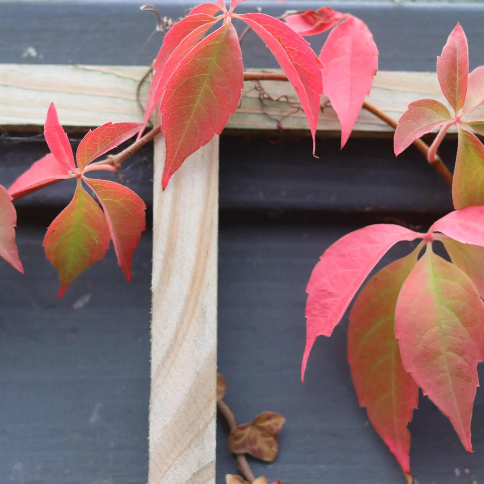 Chinese Virginia Creeper | Parthenocissus henryana