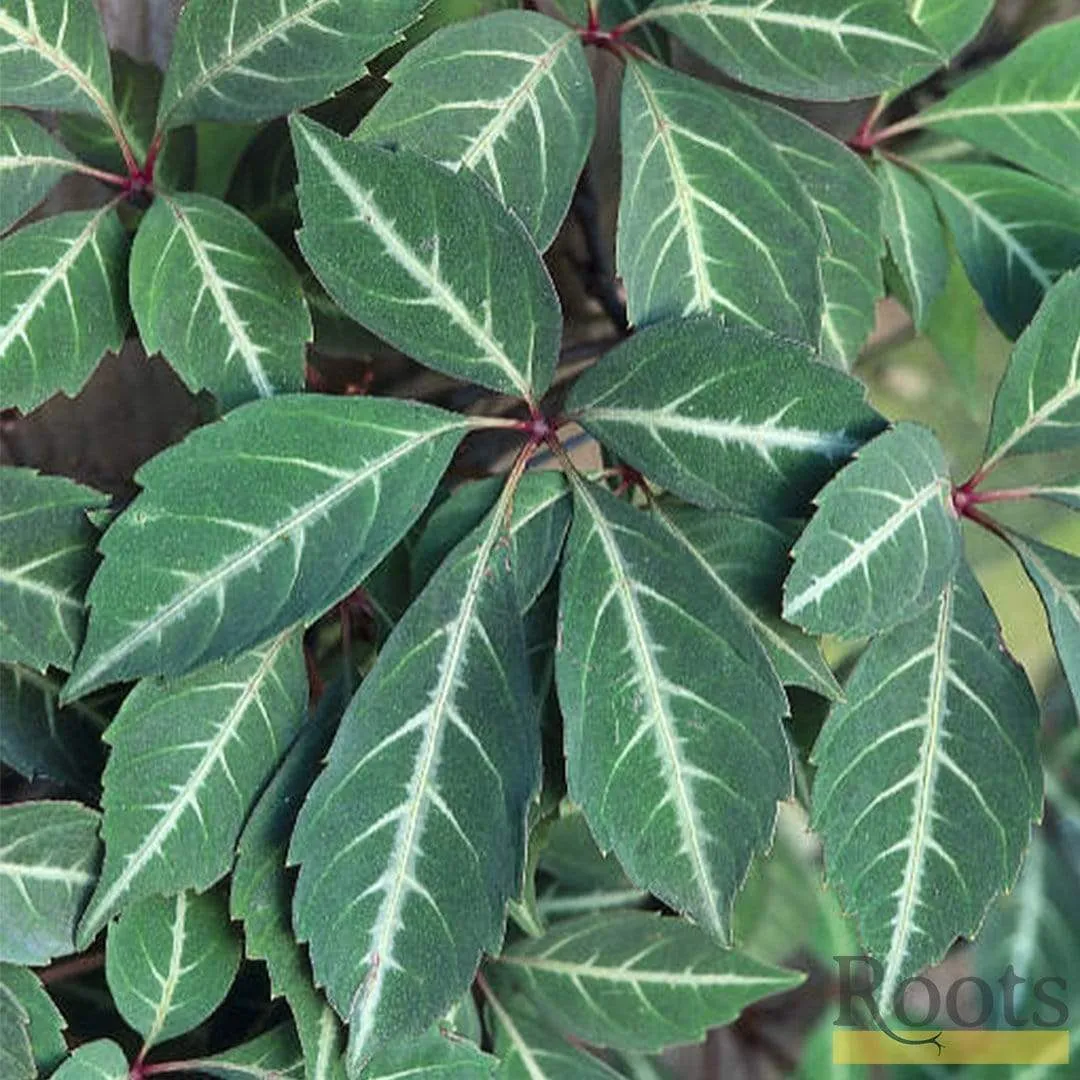 Chinese Virginia Creeper | Parthenocissus henryana