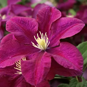 Clematis 'Warsaw Nike'