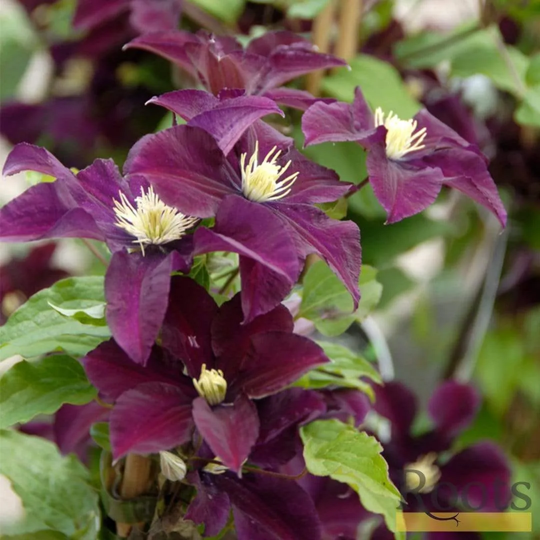 Clematis 'Warsaw Nike'