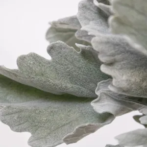 Dusty Miller Greens