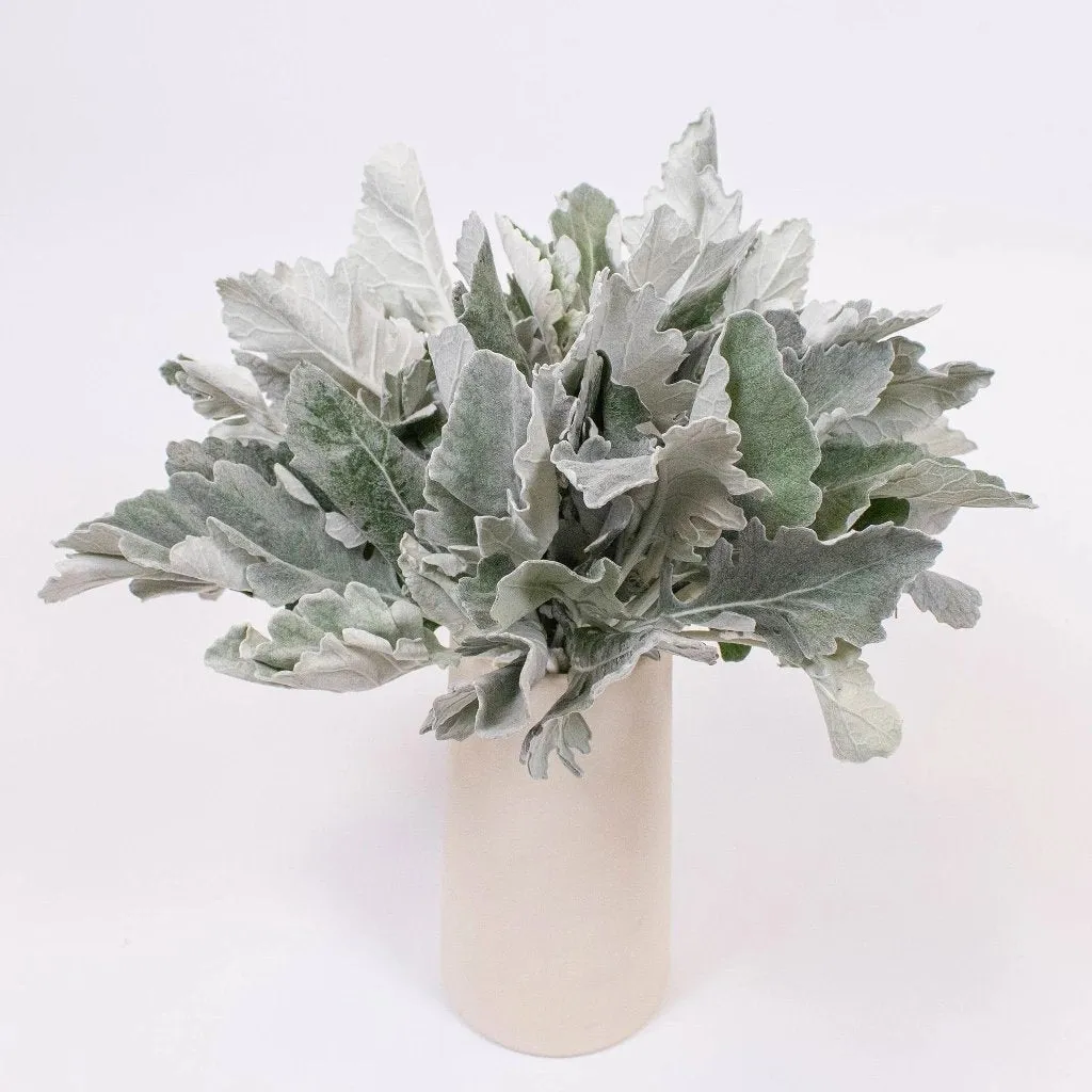 Dusty Miller Greens