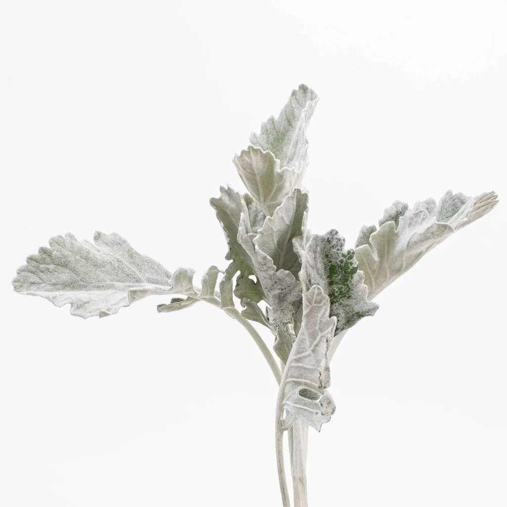 Dusty Miller Greens