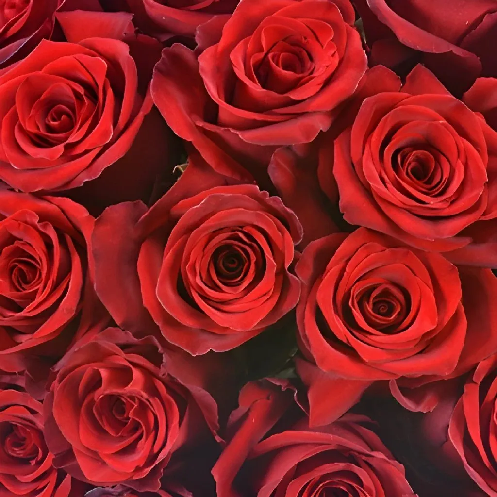 Explore the World Red Rose