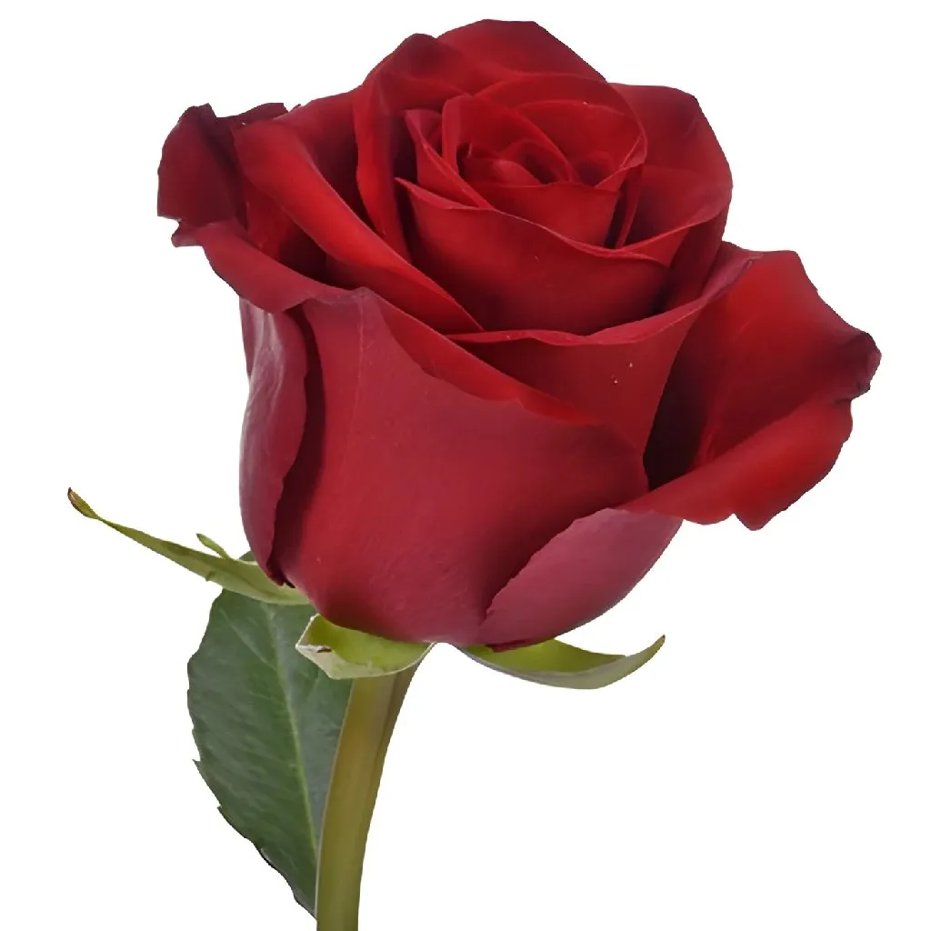 Explore the World Red Rose