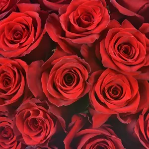 Explore the World Red Rose