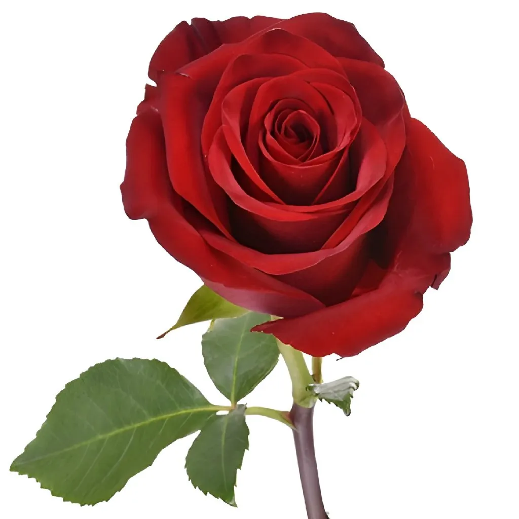 Explore the World Red Rose