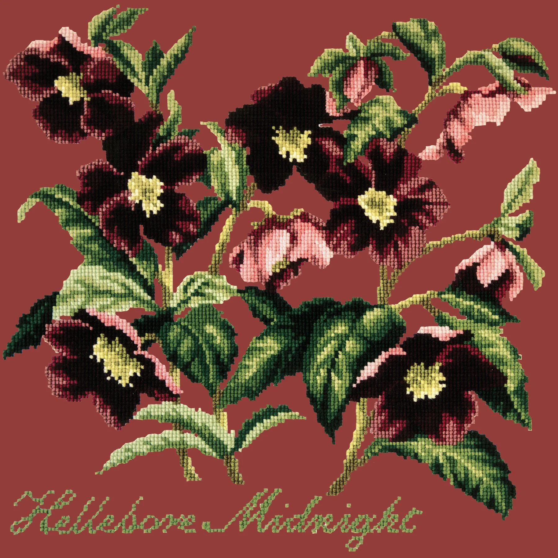 Hellebore Midnight
