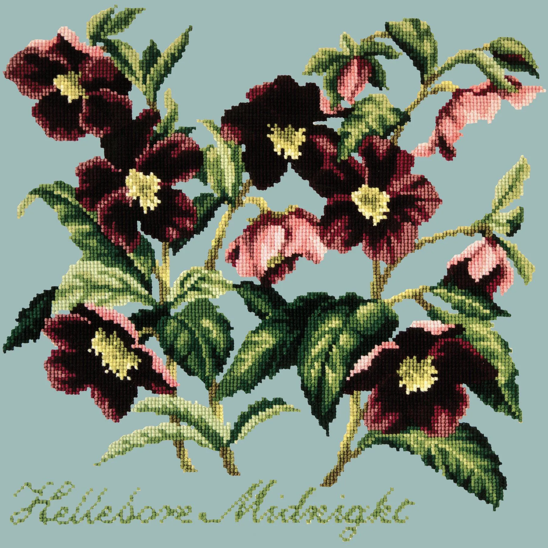 Hellebore Midnight
