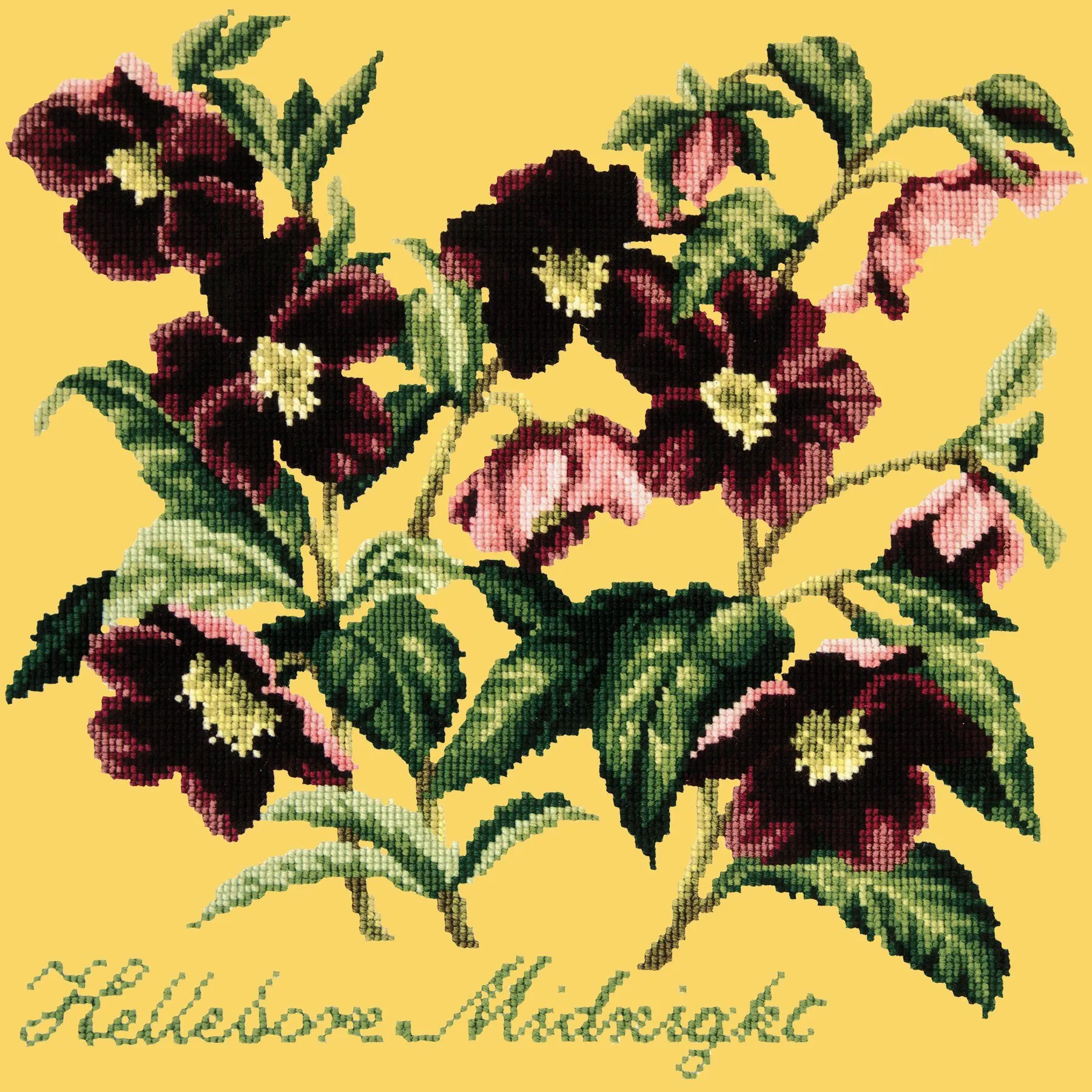 Hellebore Midnight