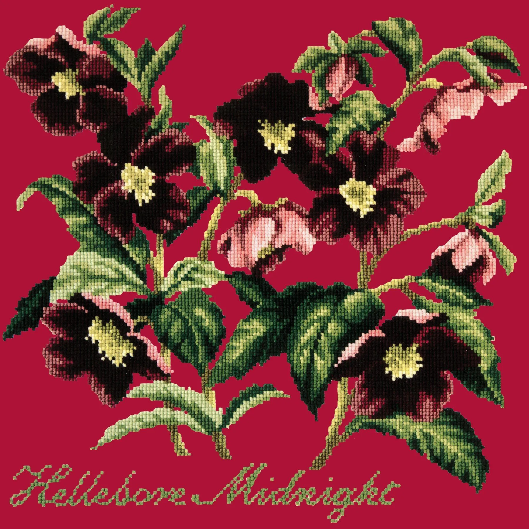 Hellebore Midnight