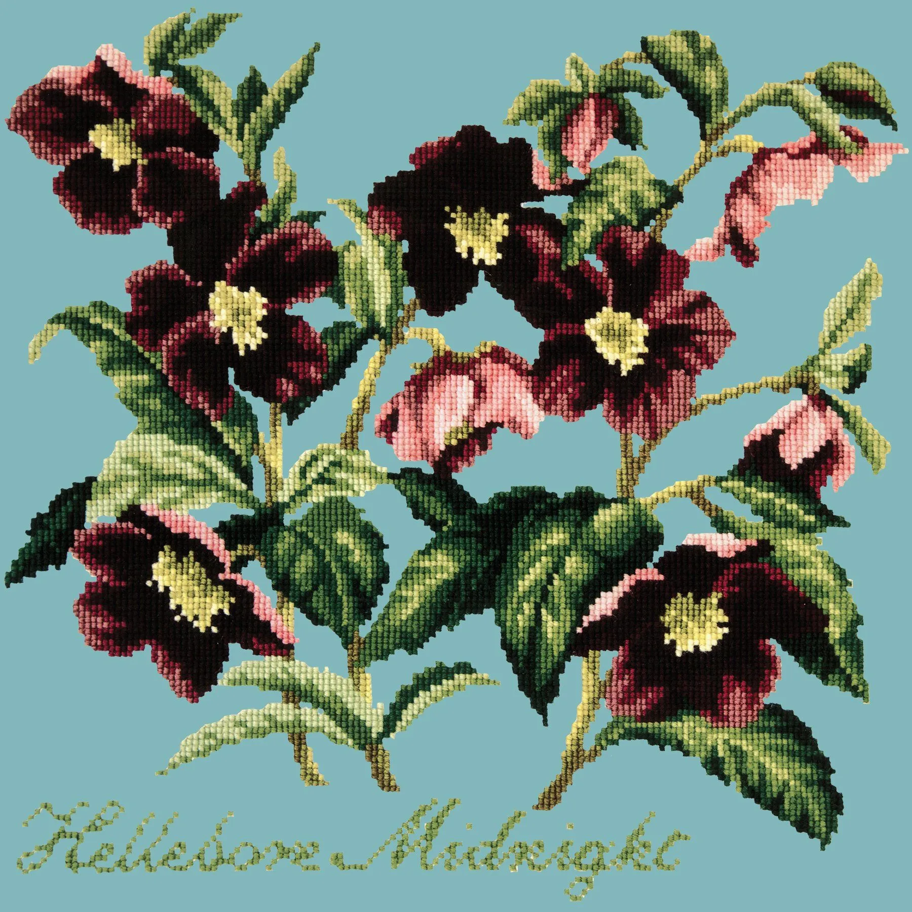 Hellebore Midnight