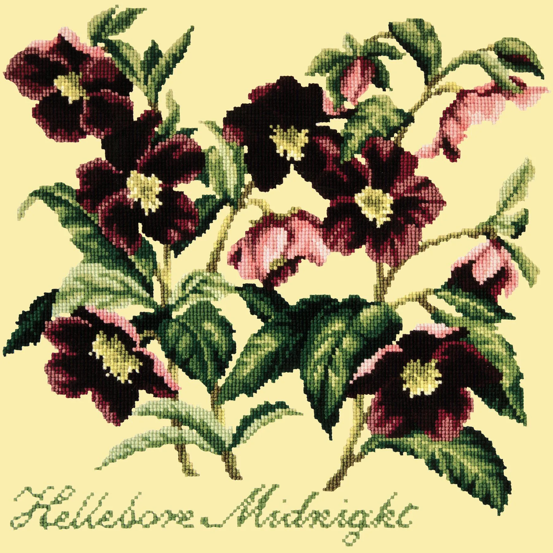 Hellebore Midnight