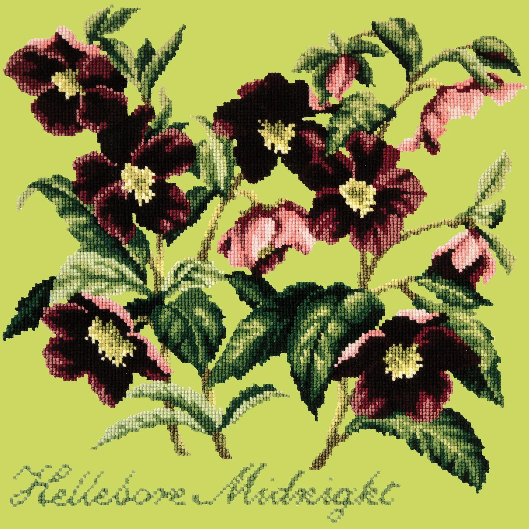 Hellebore Midnight