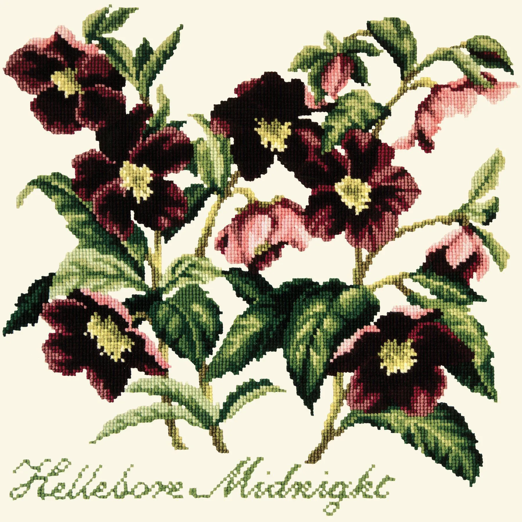 Hellebore Midnight