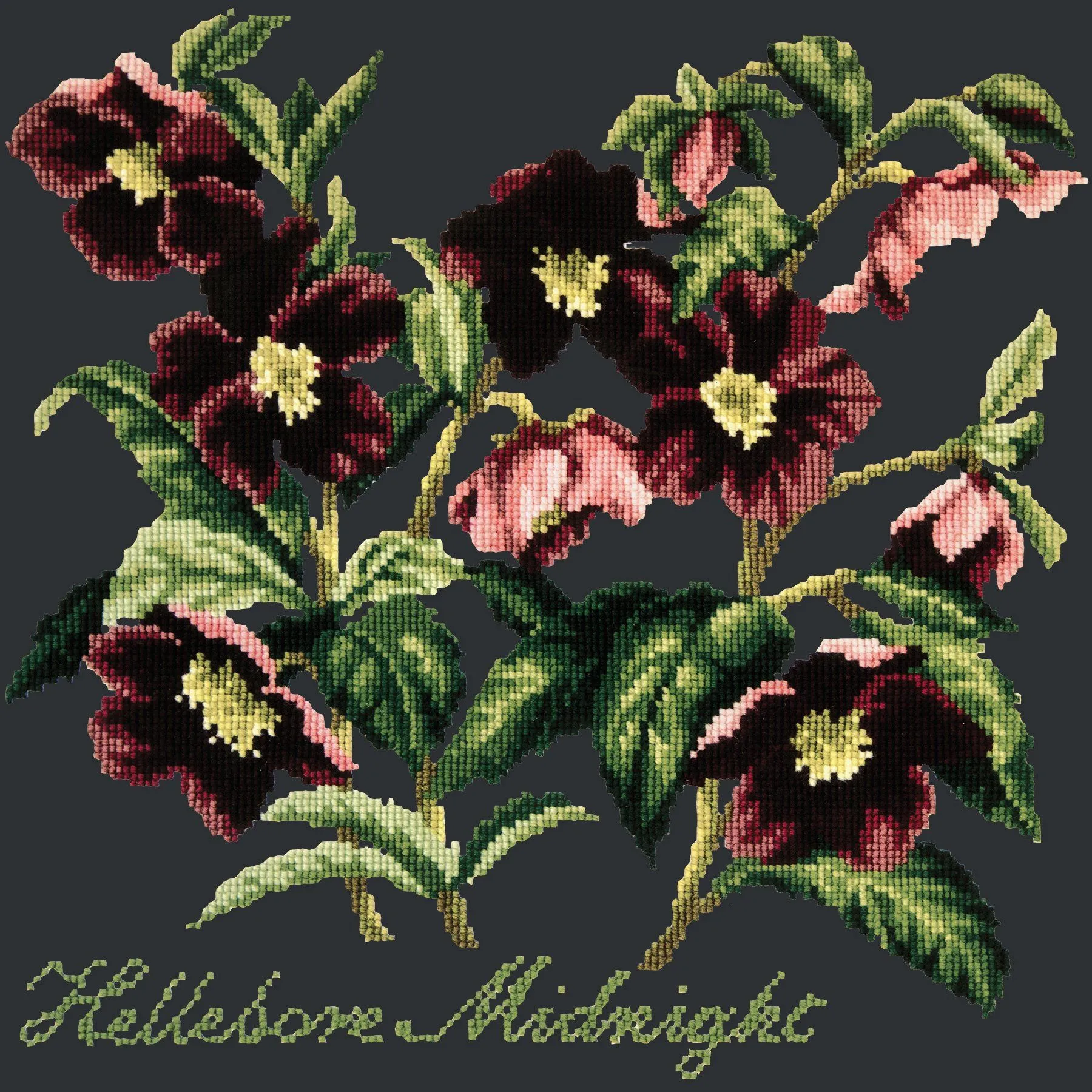 Hellebore Midnight