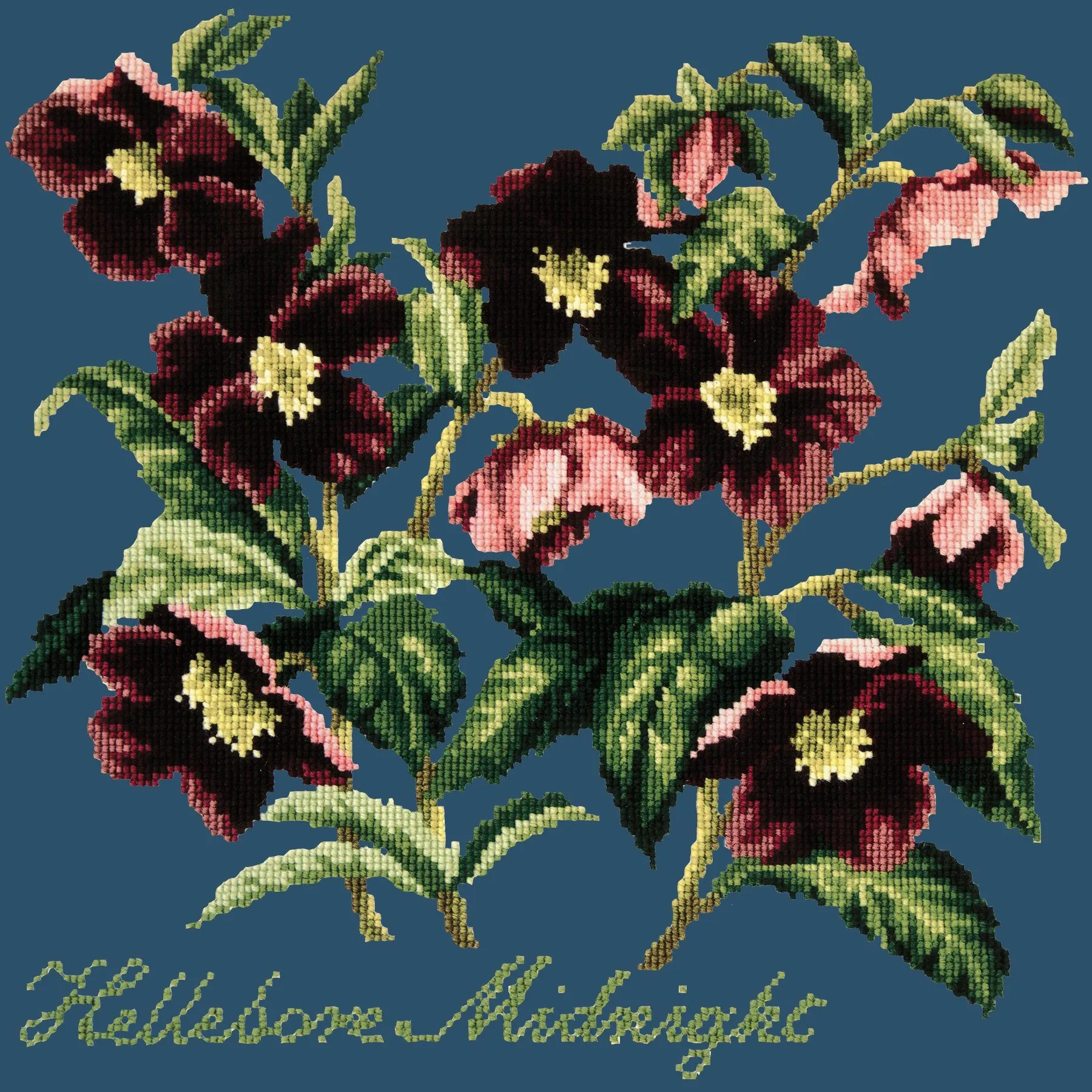 Hellebore Midnight