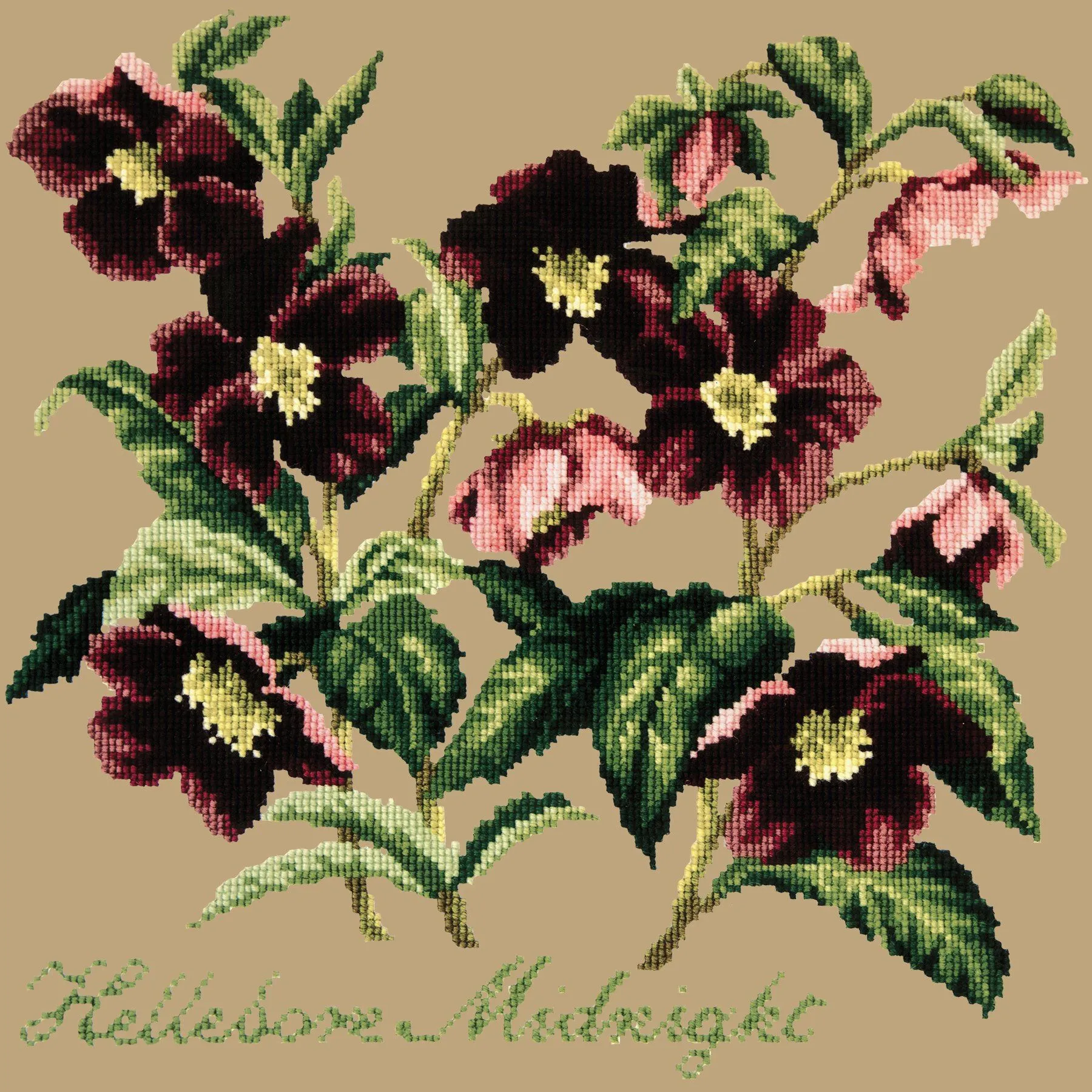 Hellebore Midnight