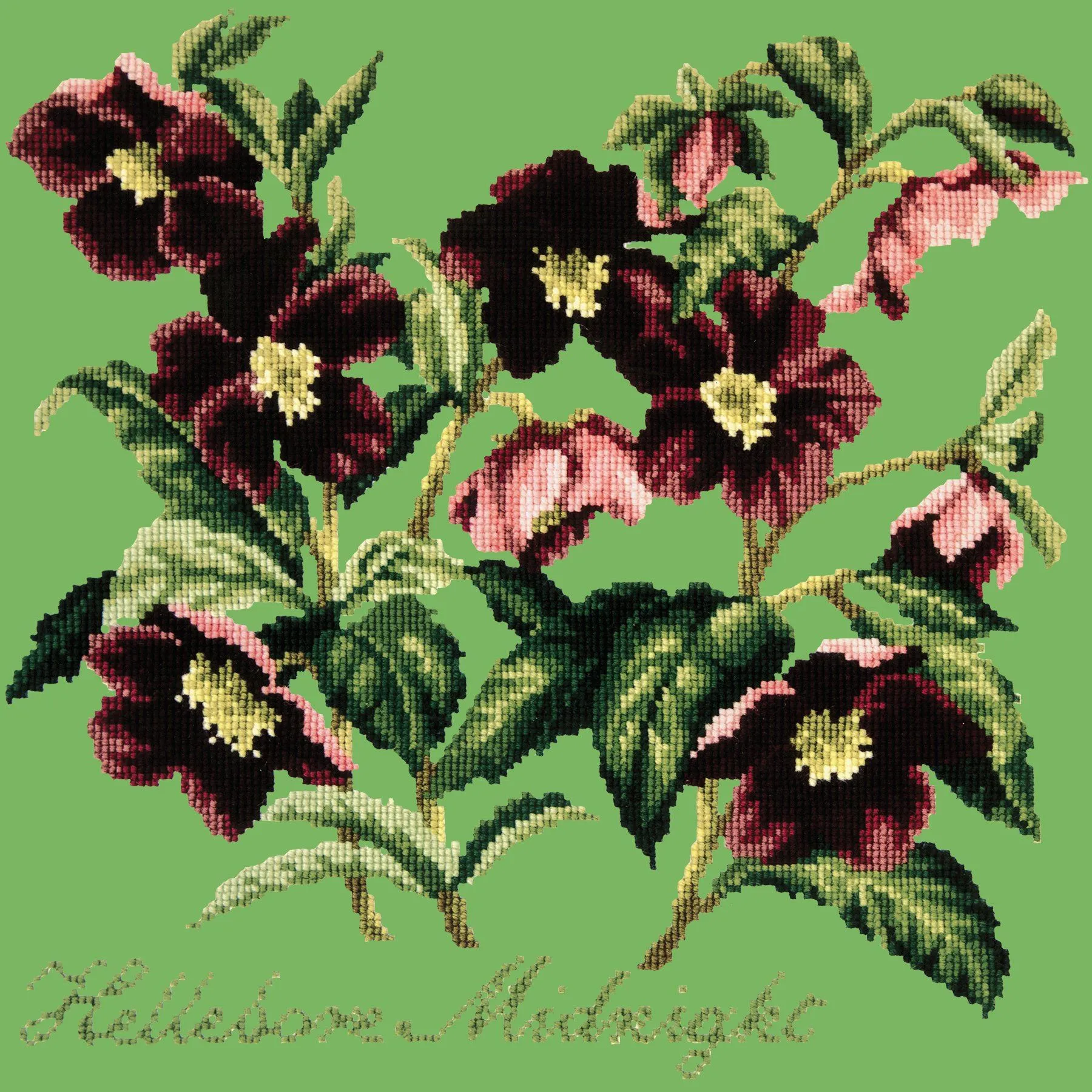 Hellebore Midnight