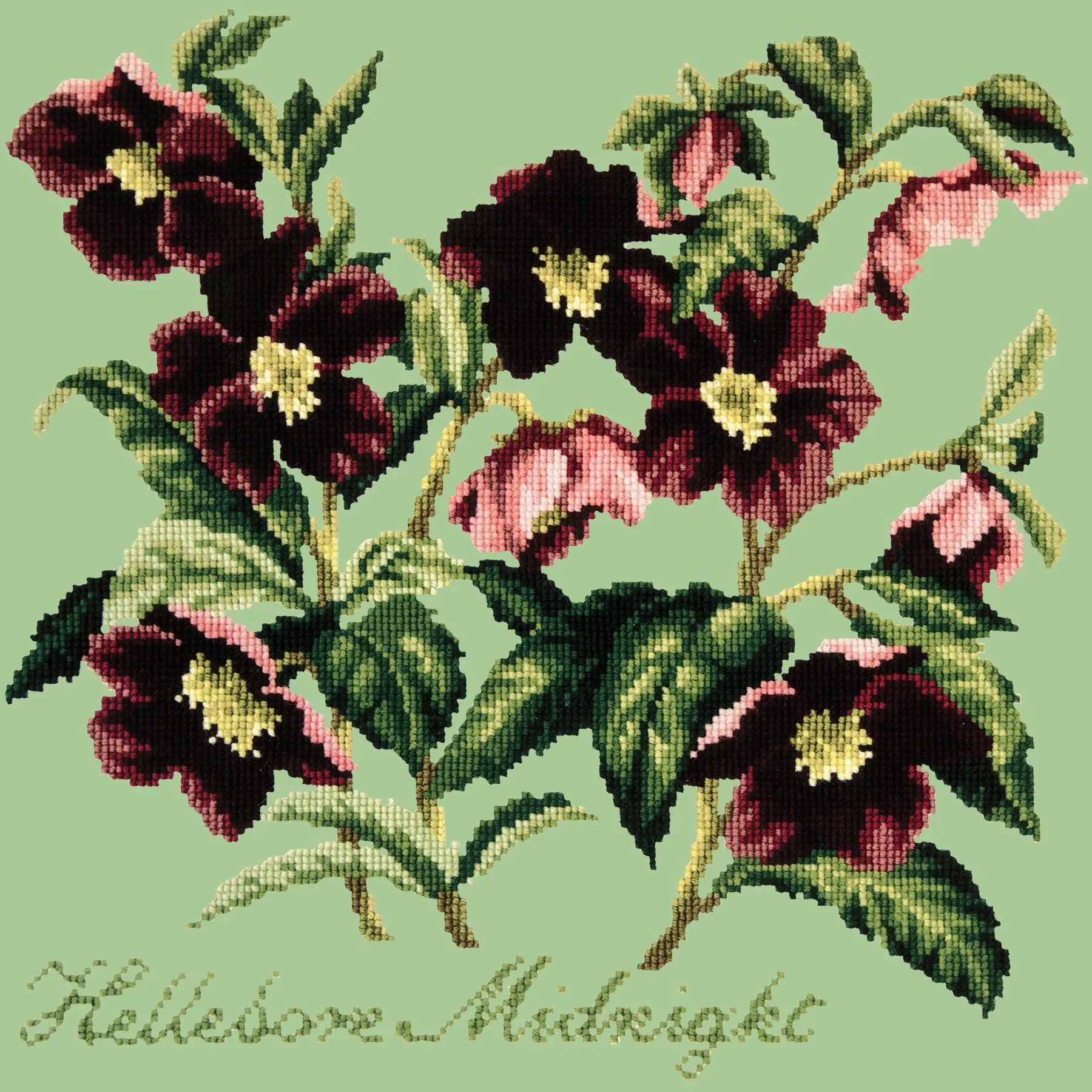 Hellebore Midnight