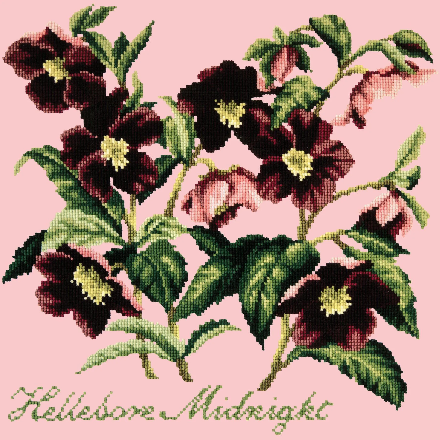 Hellebore Midnight