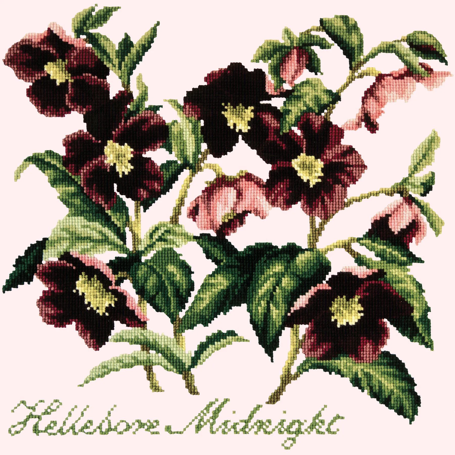 Hellebore Midnight