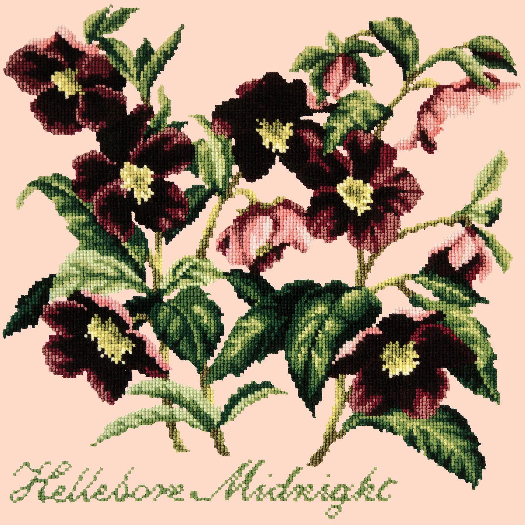 Hellebore Midnight