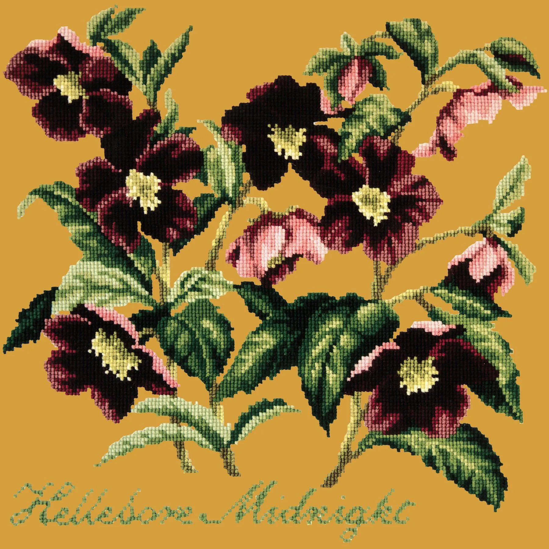 Hellebore Midnight