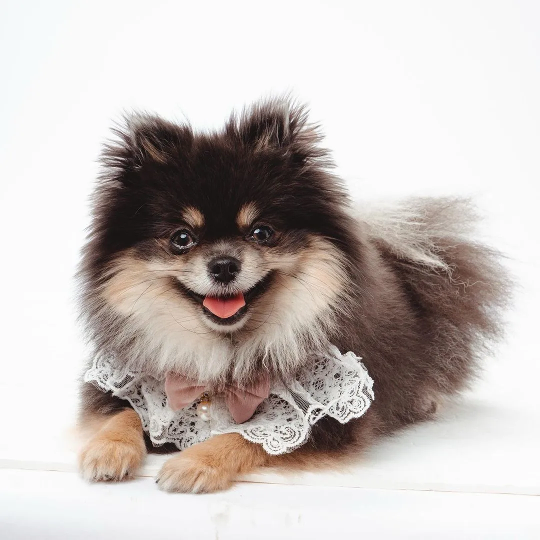 Lace Whisker Bowtie Pet Bandana - Red