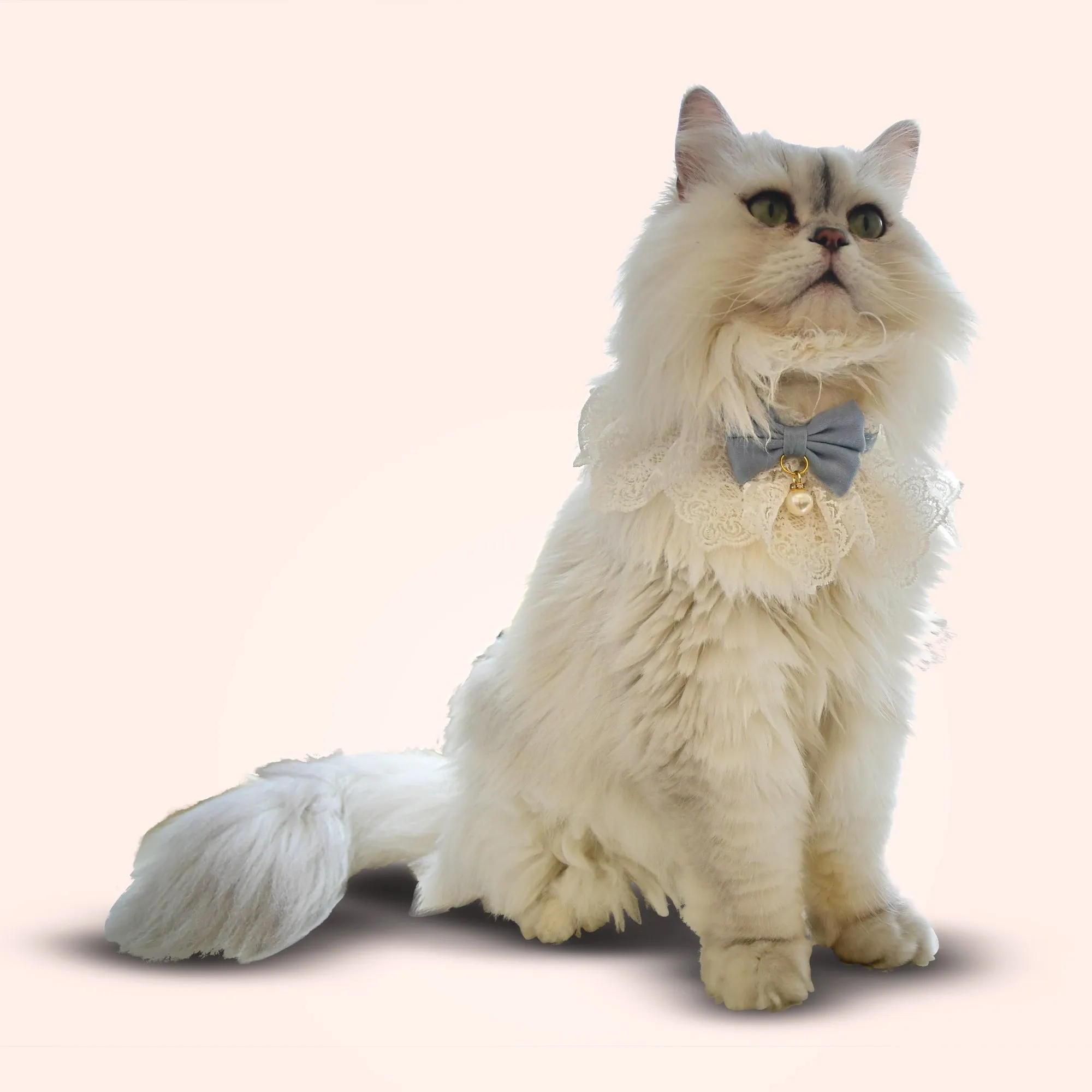Lace Whisker Bowtie Pet Bandana - Red