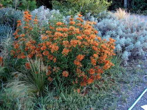 Leonotis leonurus - Indigenous South African Shrub - 10 Seeds