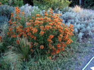 Leonotis leonurus - Indigenous South African Shrub - 10 Seeds