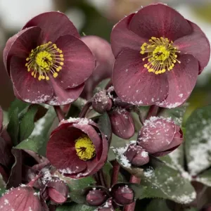 'Nightingale' Snow Rose | 'Ice N' Roses®' Series | Hellebore Gold Collection®