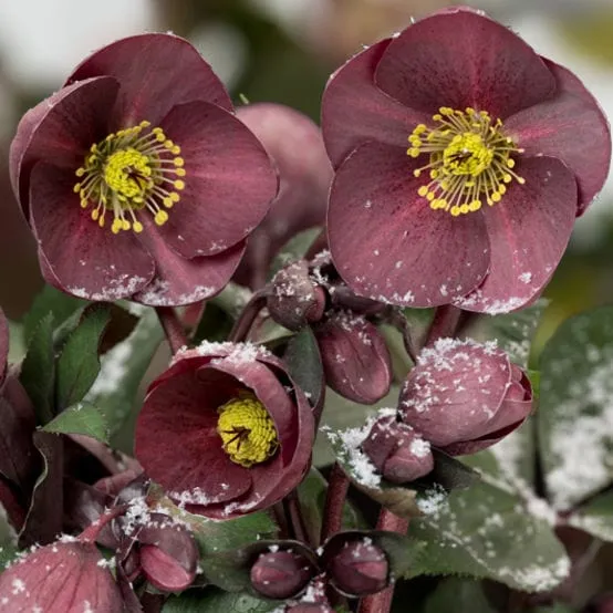 'Nightingale' Snow Rose | 'Ice N' Roses®' Series | Hellebore Gold Collection®