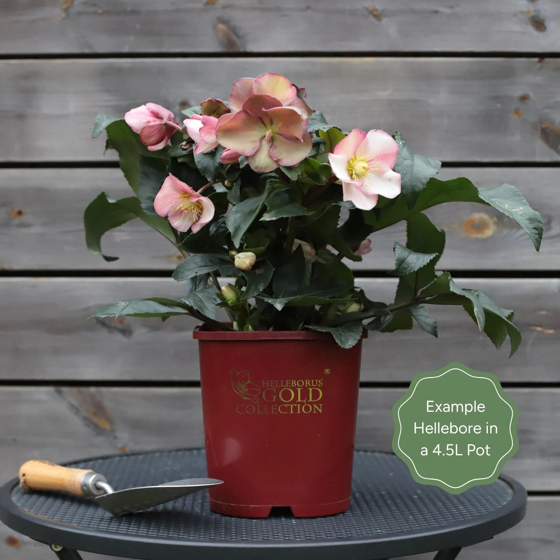 'Nightingale' Snow Rose | 'Ice N' Roses®' Series | Hellebore Gold Collection®