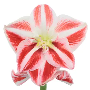 Peppermint Stripes Amaryllis Flowers