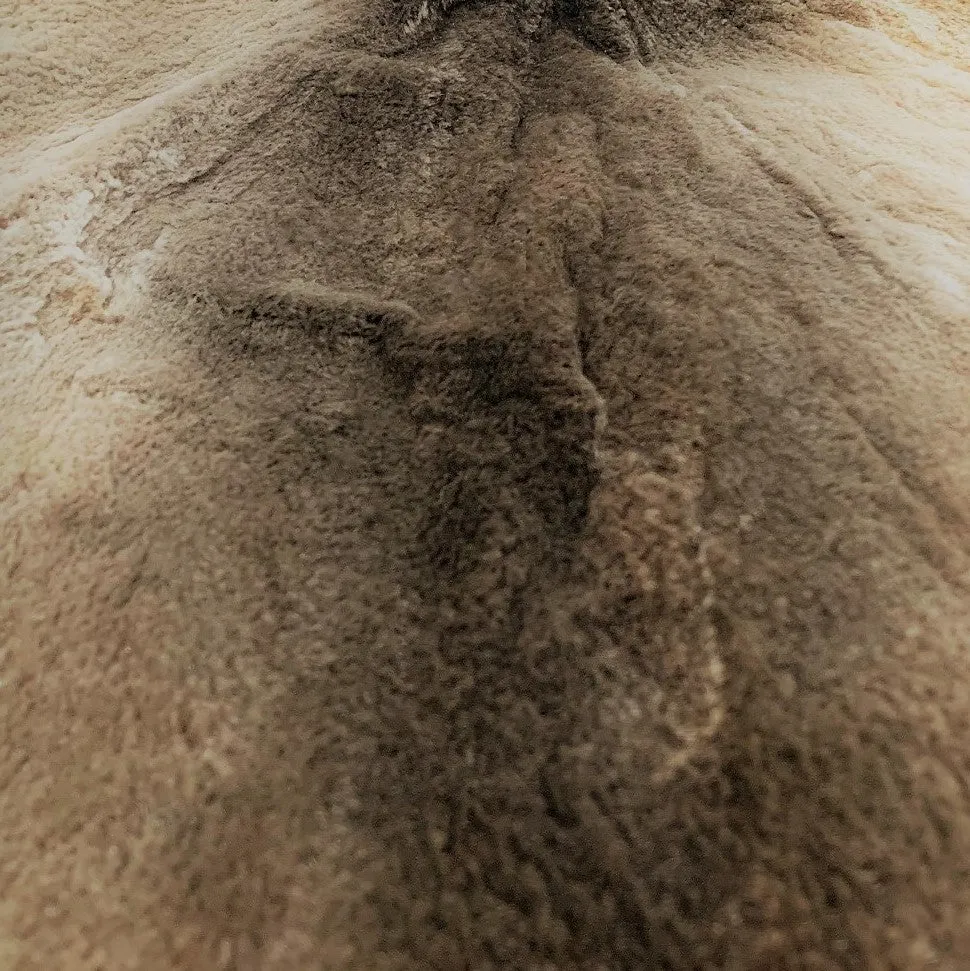 Sheared Beaver Skin