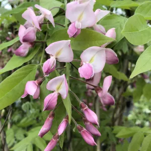 Silky Wisteria | Wisteria brachybotrys 'Showa-beni'