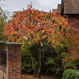 Staghorn Sumac Tree | Rhus typhina